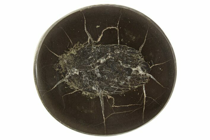 Polished Fish Coprolite (Fossil Poo) Nodule Half - Scotland #315183